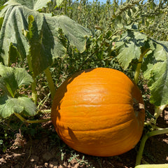 【MARGE SHERWOOD】 PUMPKIN LARGE ★送料関税込み★ Pump MARGE SHERWOOD(マージシャーウッド) - 海外通販のBUYMA