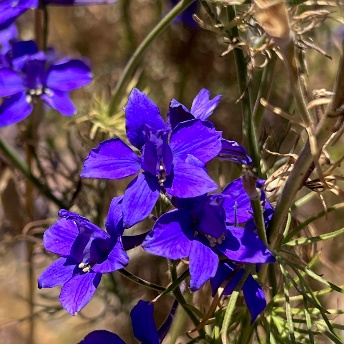 Dark Blue Rocket Larkspur Flower