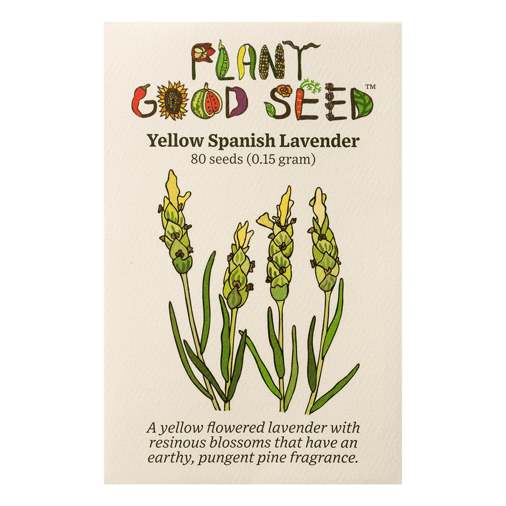 yellow lavender plants for sale Yellow Spanish Lavender Seeds