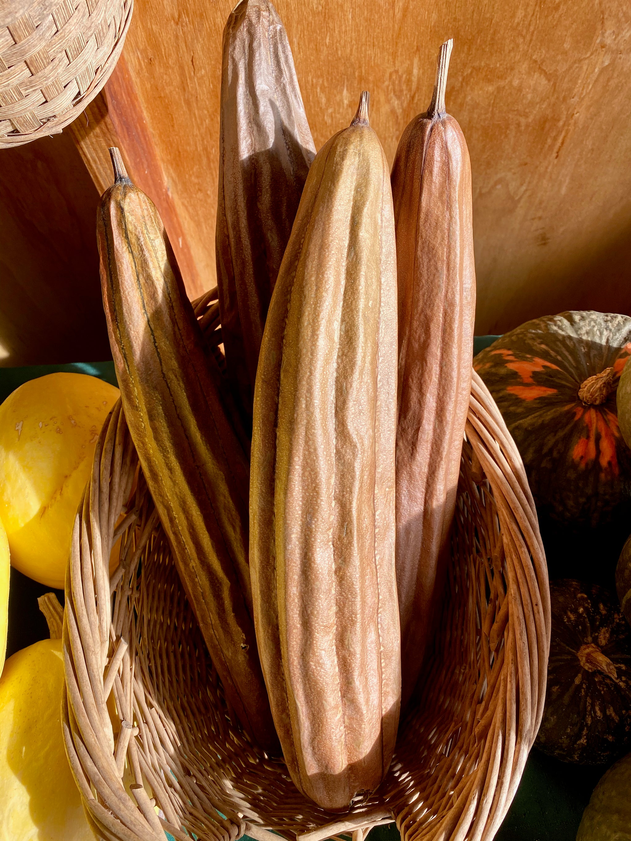 Luffa Ground Luffa Gourd Seeds - The Plant Good Seed Company