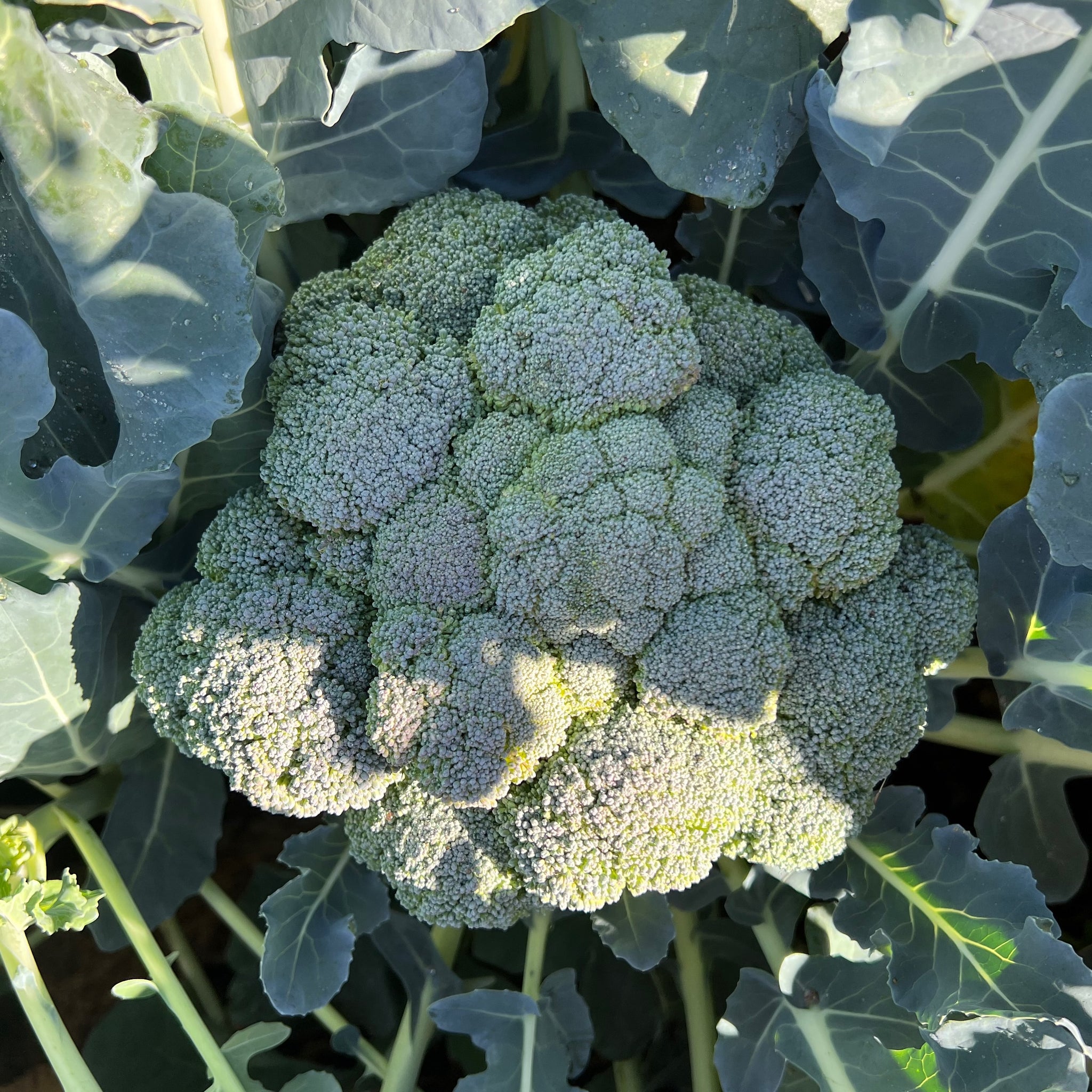 Broccoli Plants
