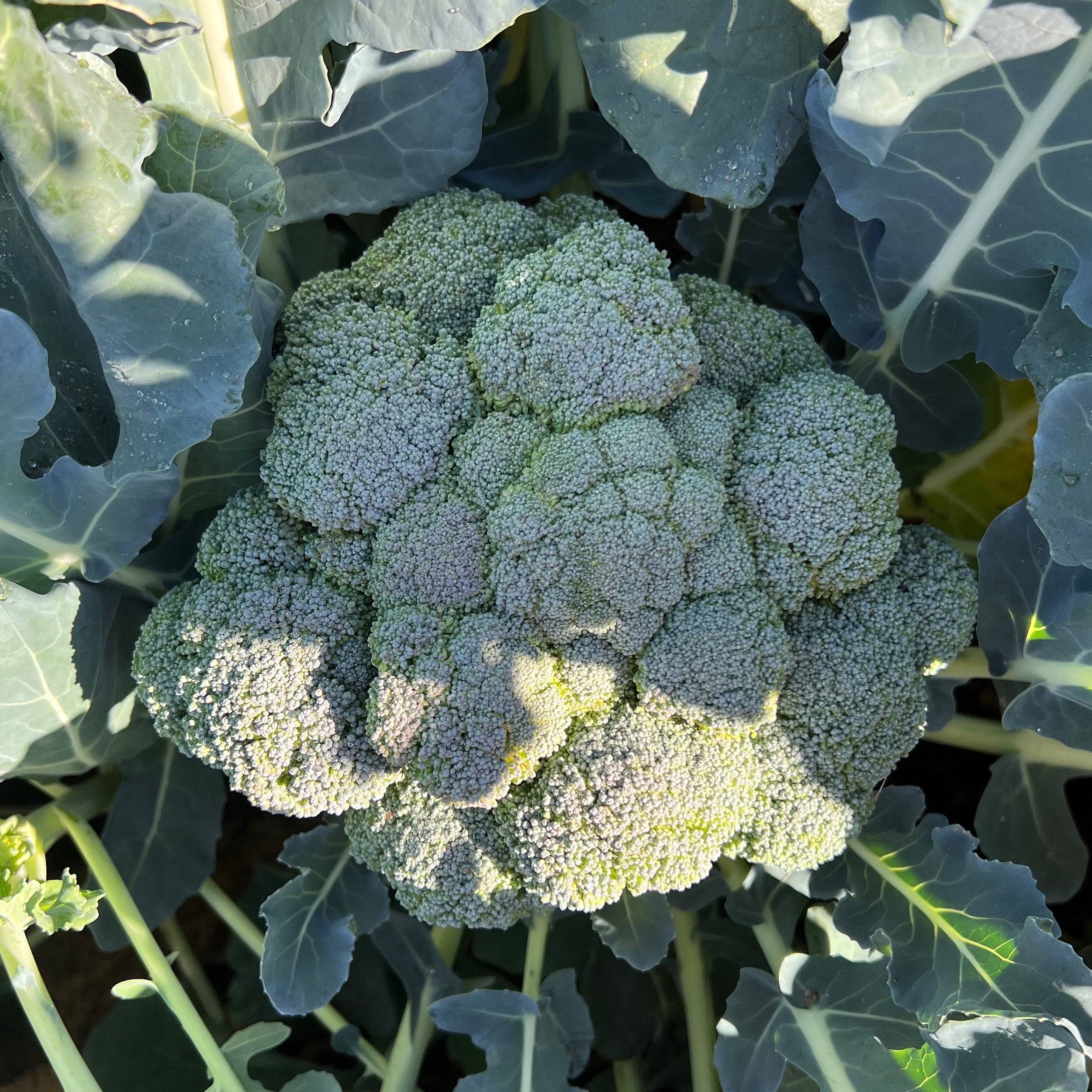 Organic Broccoli Seeds: Non-GMO, Certified Organic Heirloom Varieties ...