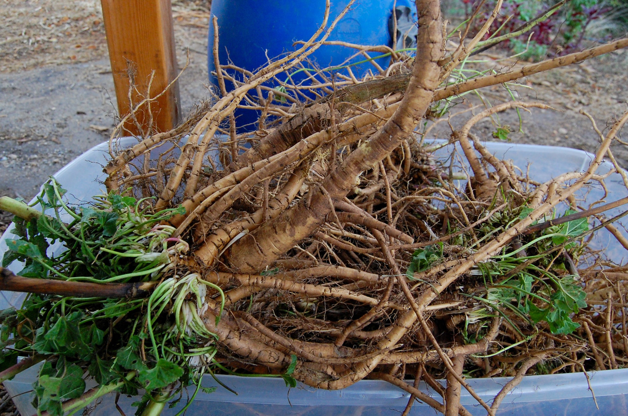 Marsh Roots Marshmallow Plant Roots