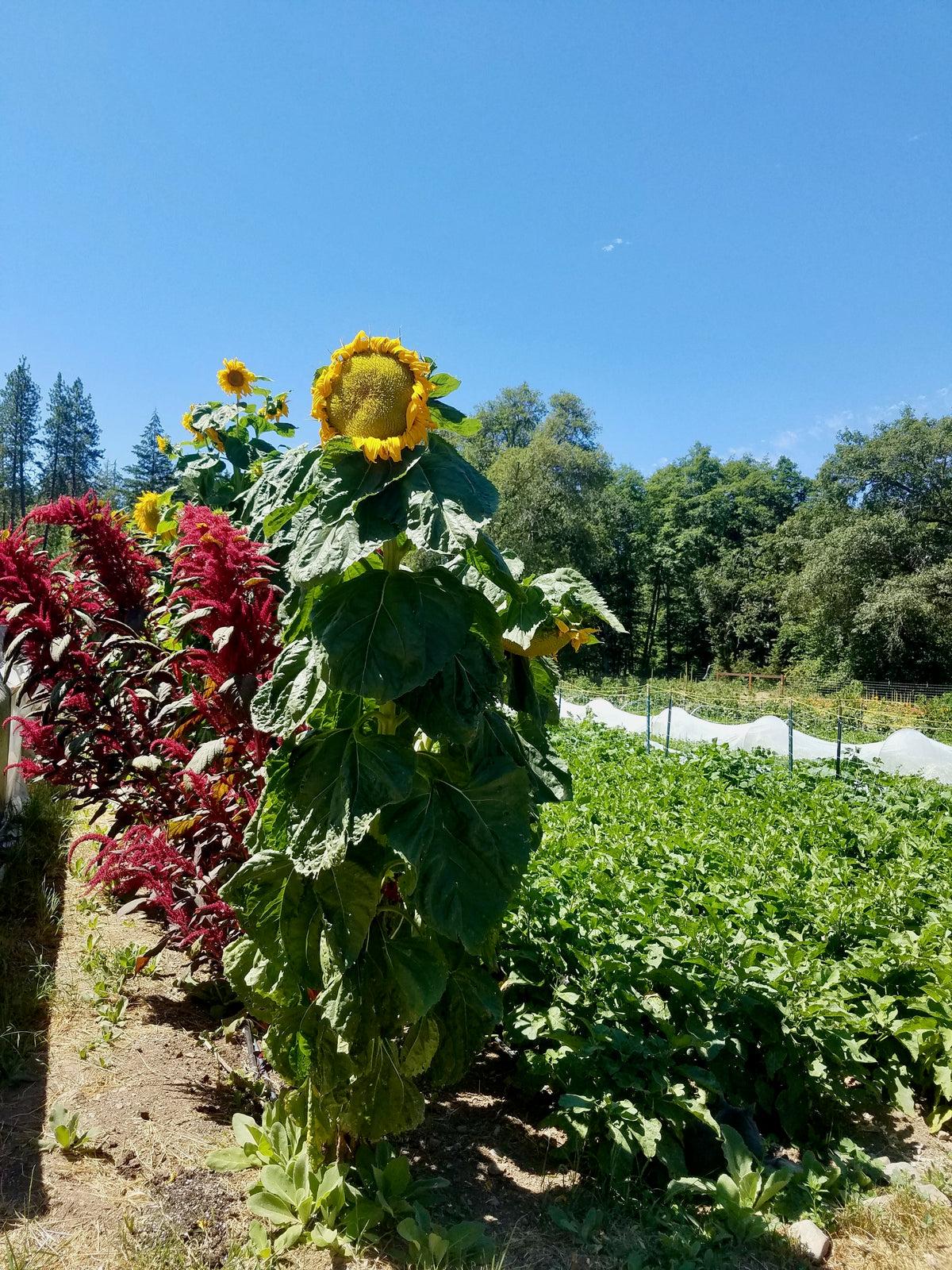 Mongolian Giant Sunflower
