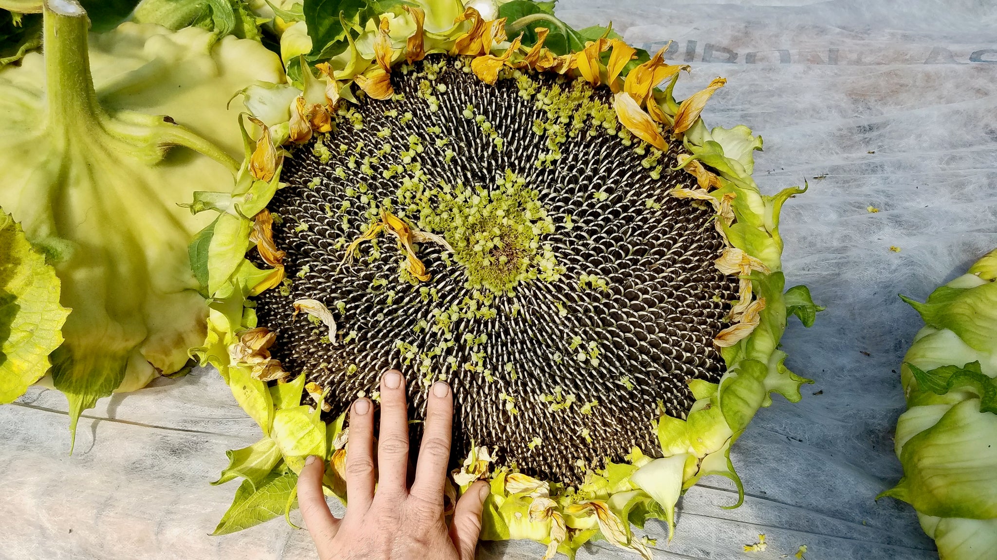 giant sunflower plant seeds Mongolian Giant Sunflower