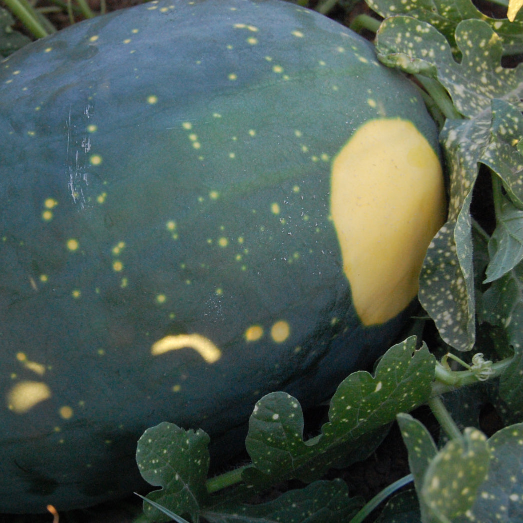 Moon and Stars Yellow Watermelon
