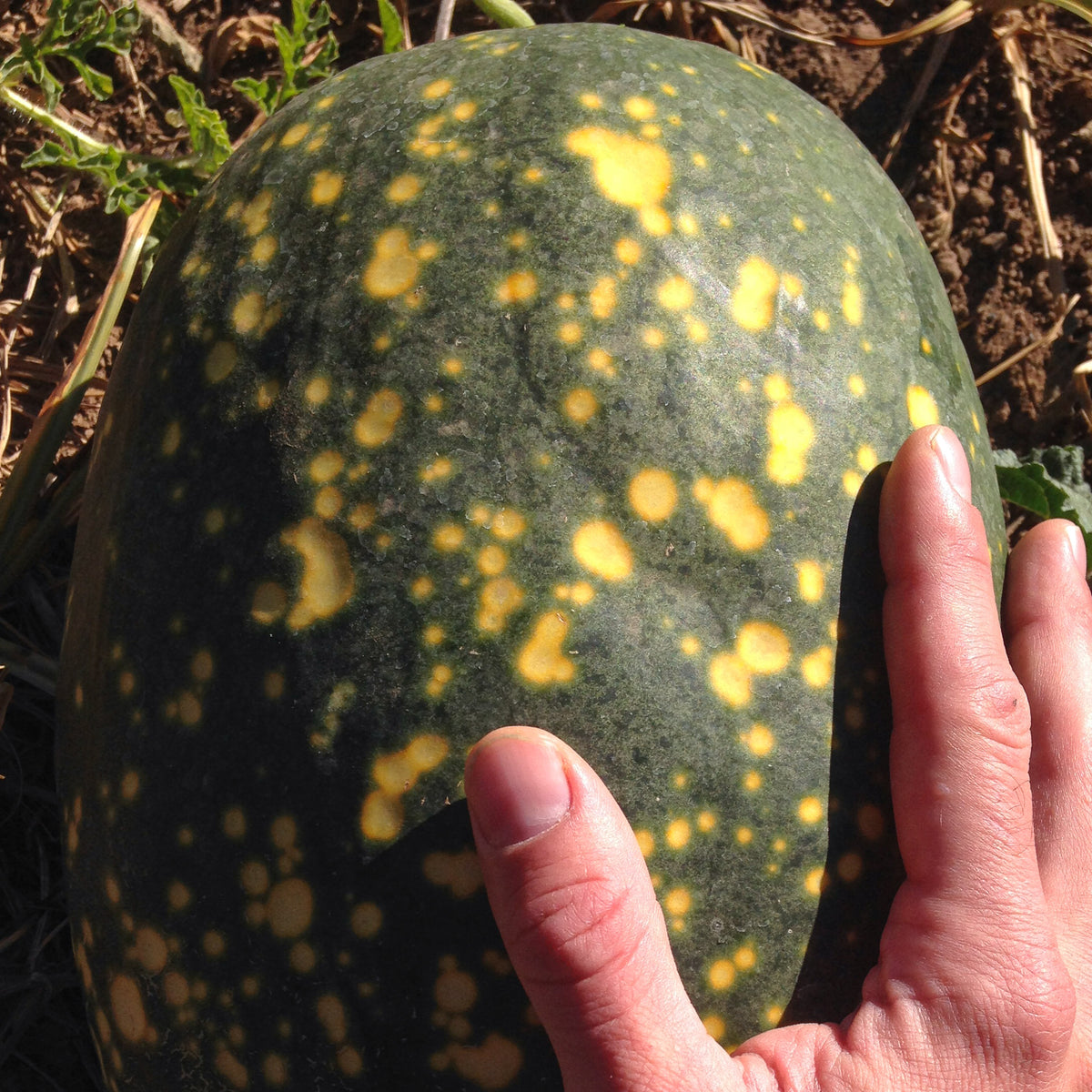 Moon and Stars Yellow Watermelon