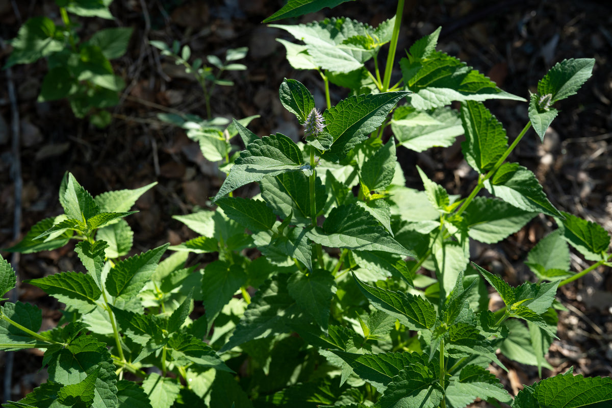 Nettleleaf Giant Hyssop