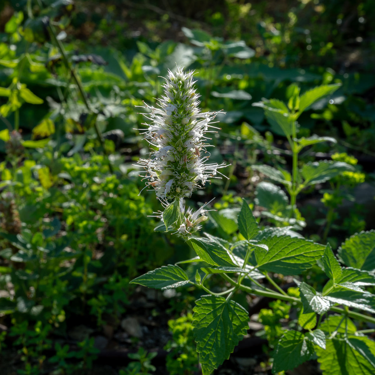 Nettleleaf Giant Hyssop