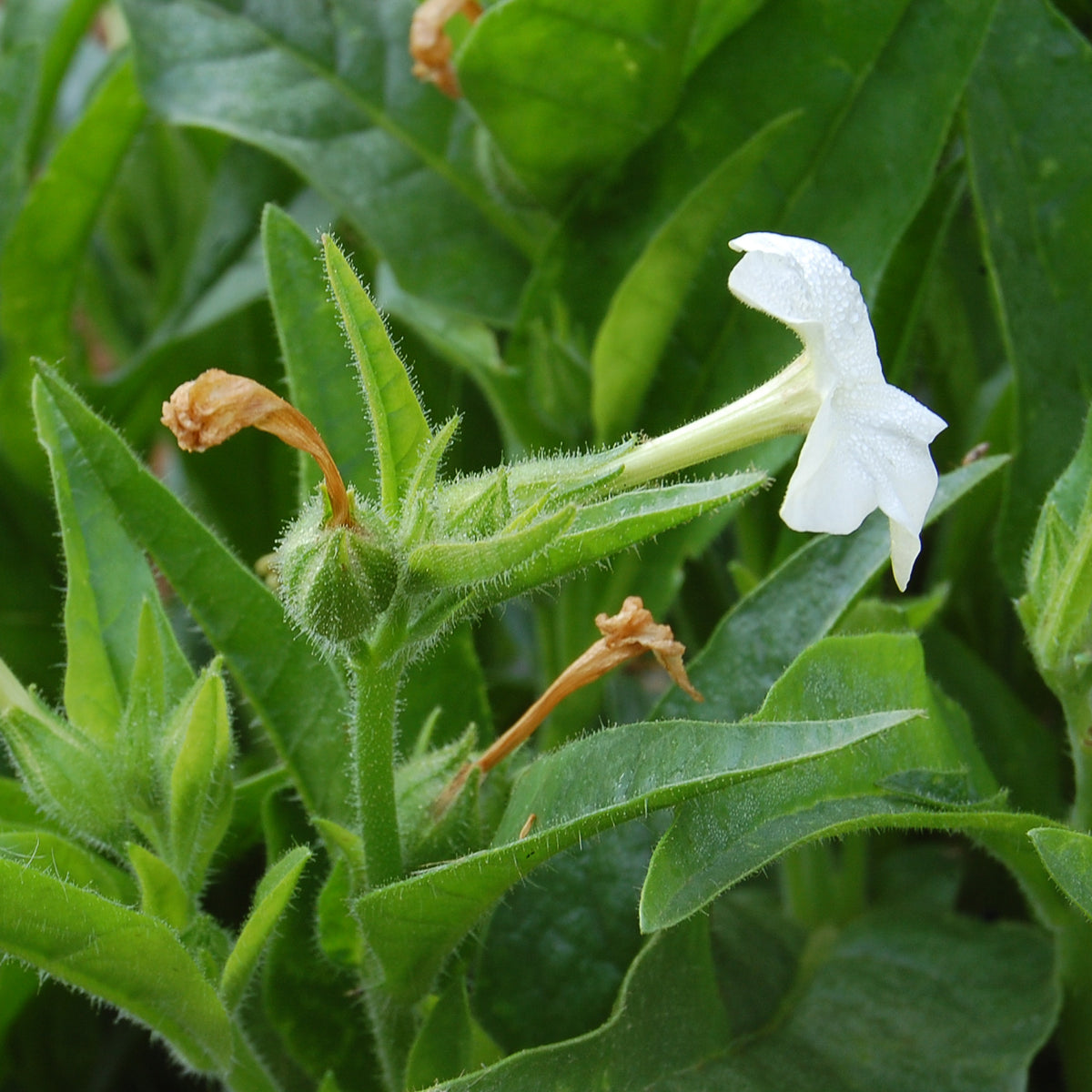 Nicotiana quadrivalvis Tobacco Seed