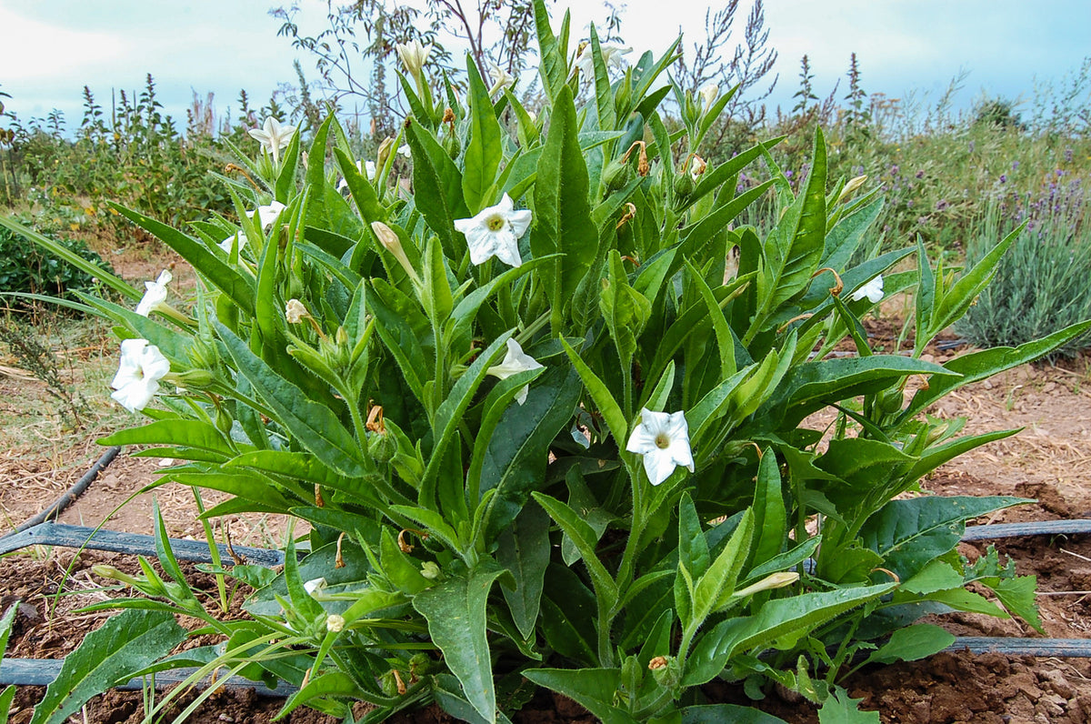 Nicotiana quadrivalvis Tobacco Seed