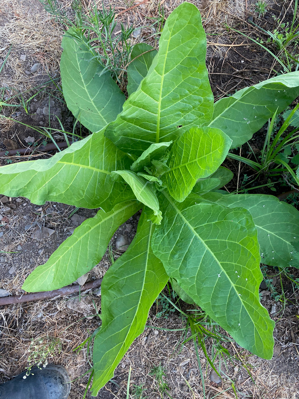Sylvestris / Woodland Tobacco Seed