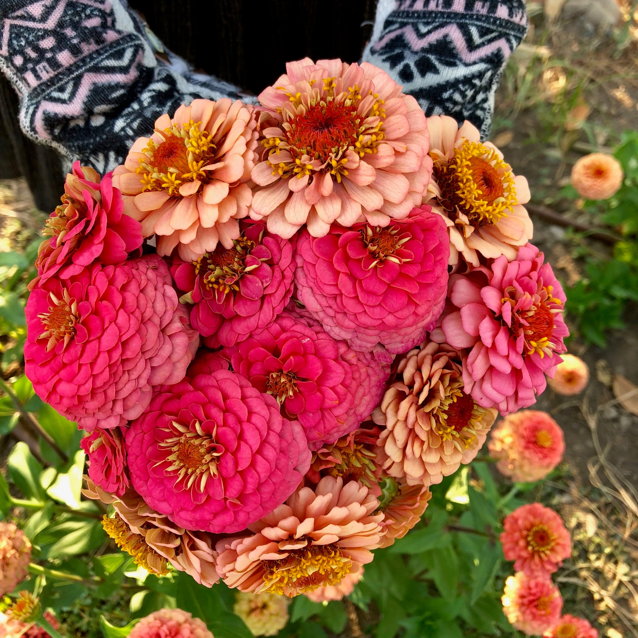 Oklahoma Salmon Zinnia Flower Seeds The Plant Good Seed Company