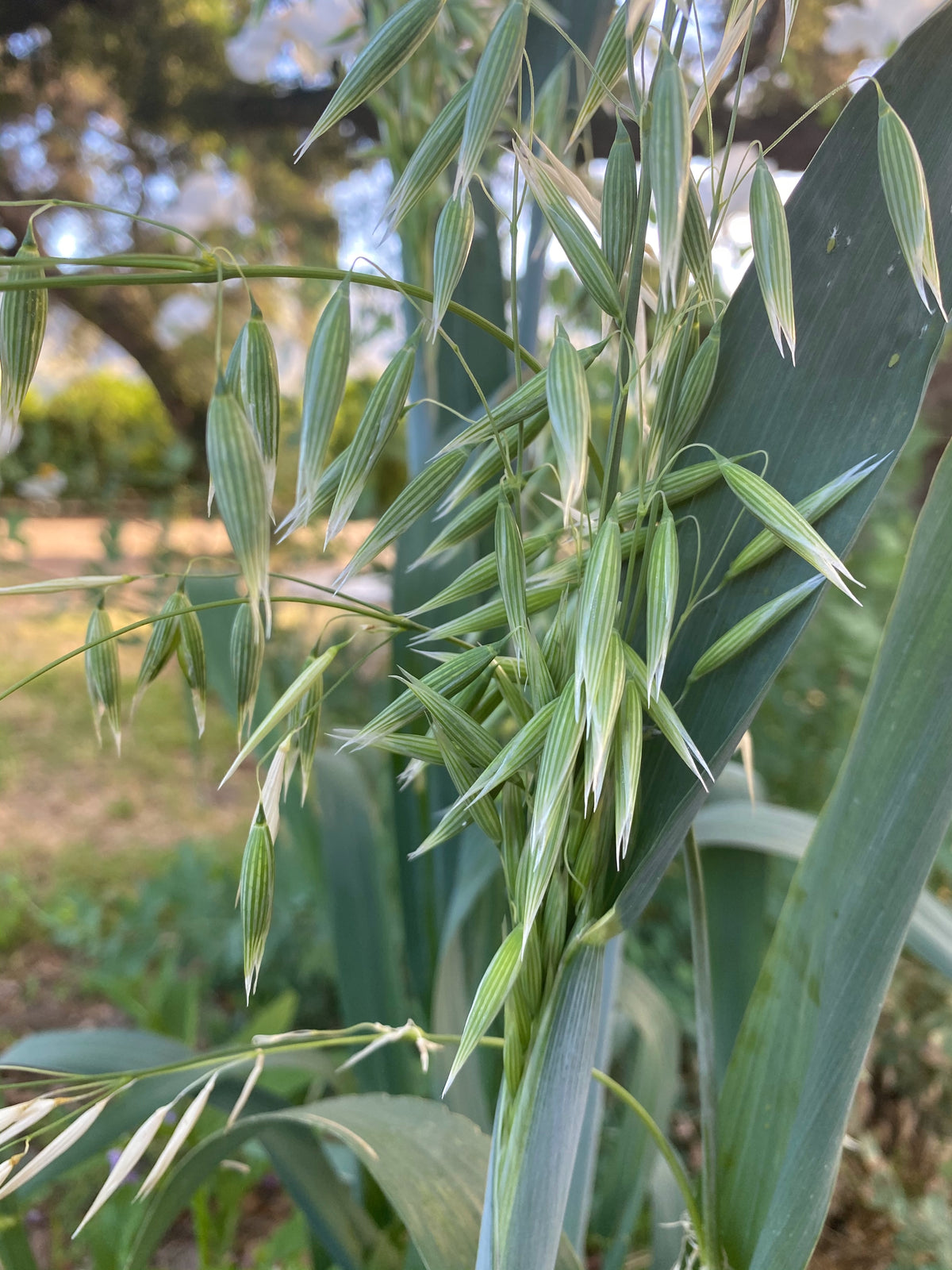 Common Oat