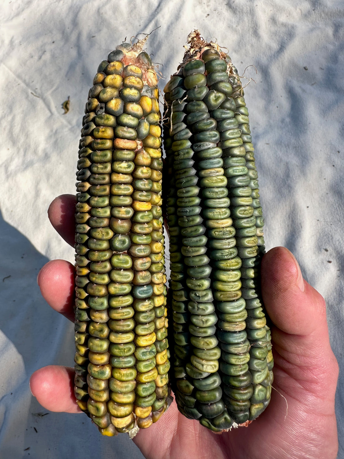 Oaxacan Green Dent Corn dried ears closeup