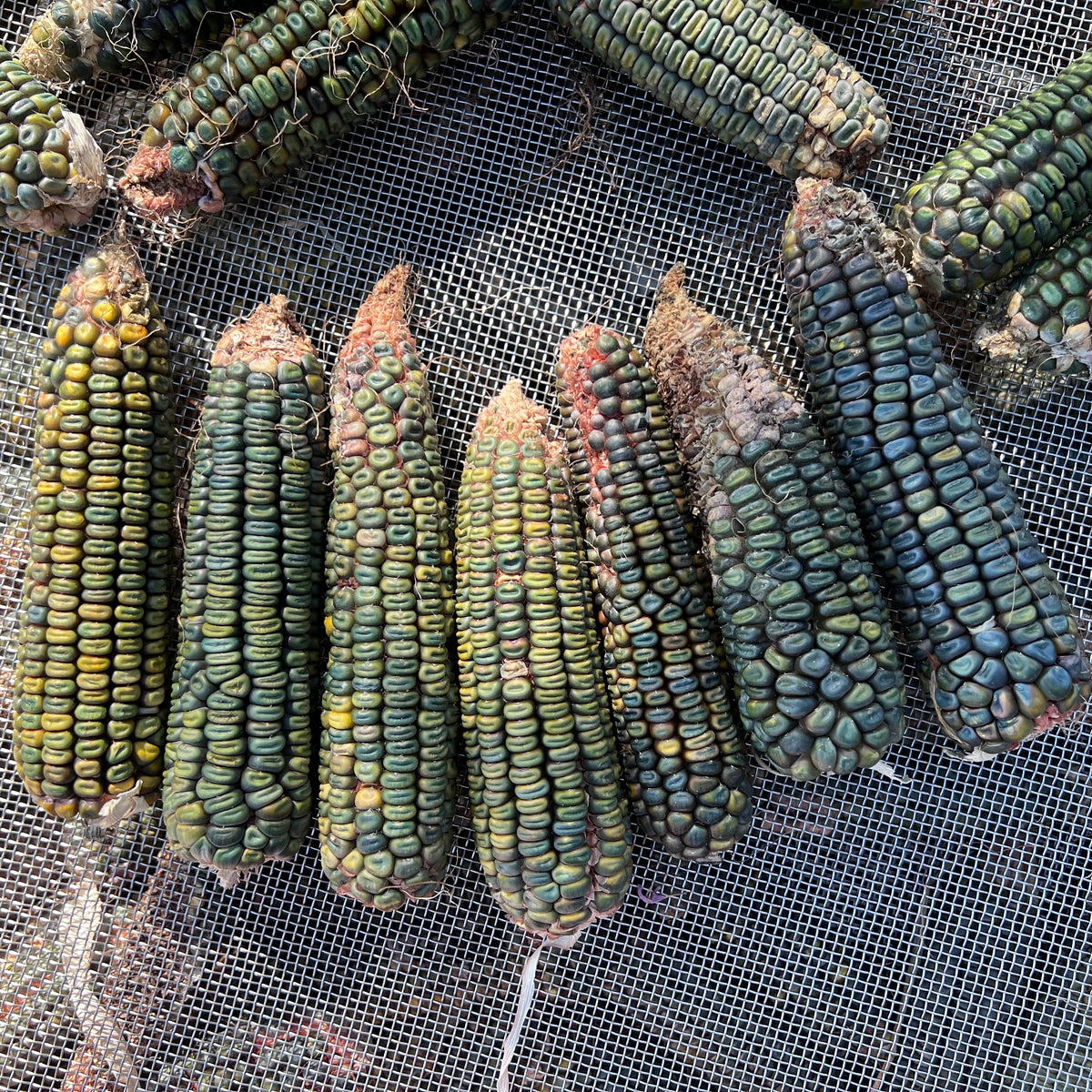 Oaxacan Green Dent Corn cobs green turquoise