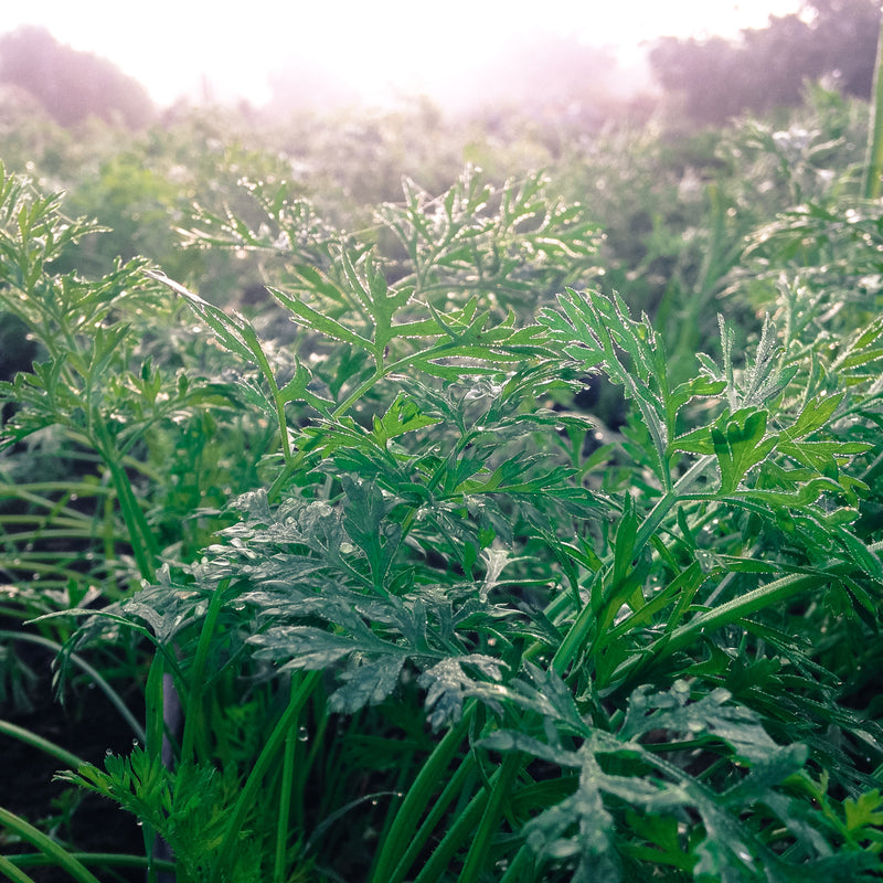 Anise Seeds The Plant Good Seed Company