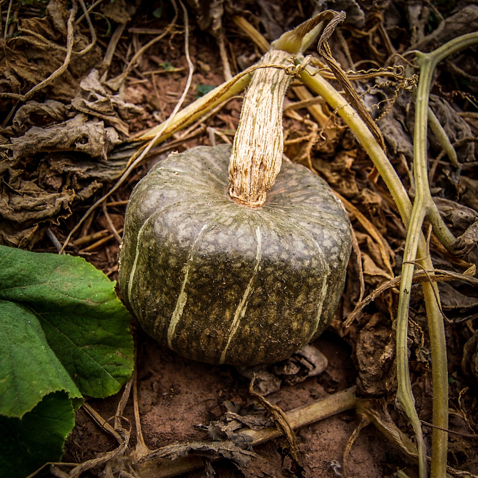 Squash tagged Non- GMO