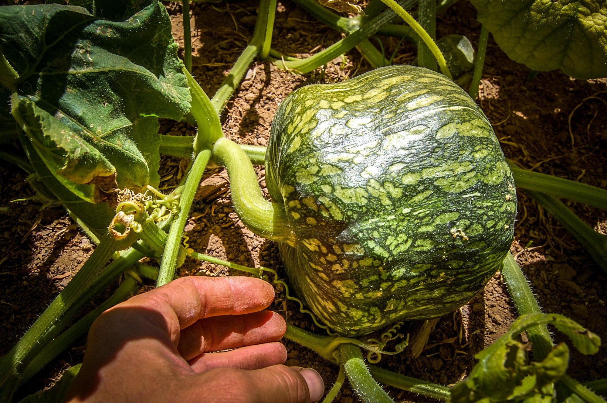 Burgess Buttercup Winter Squash Seeds