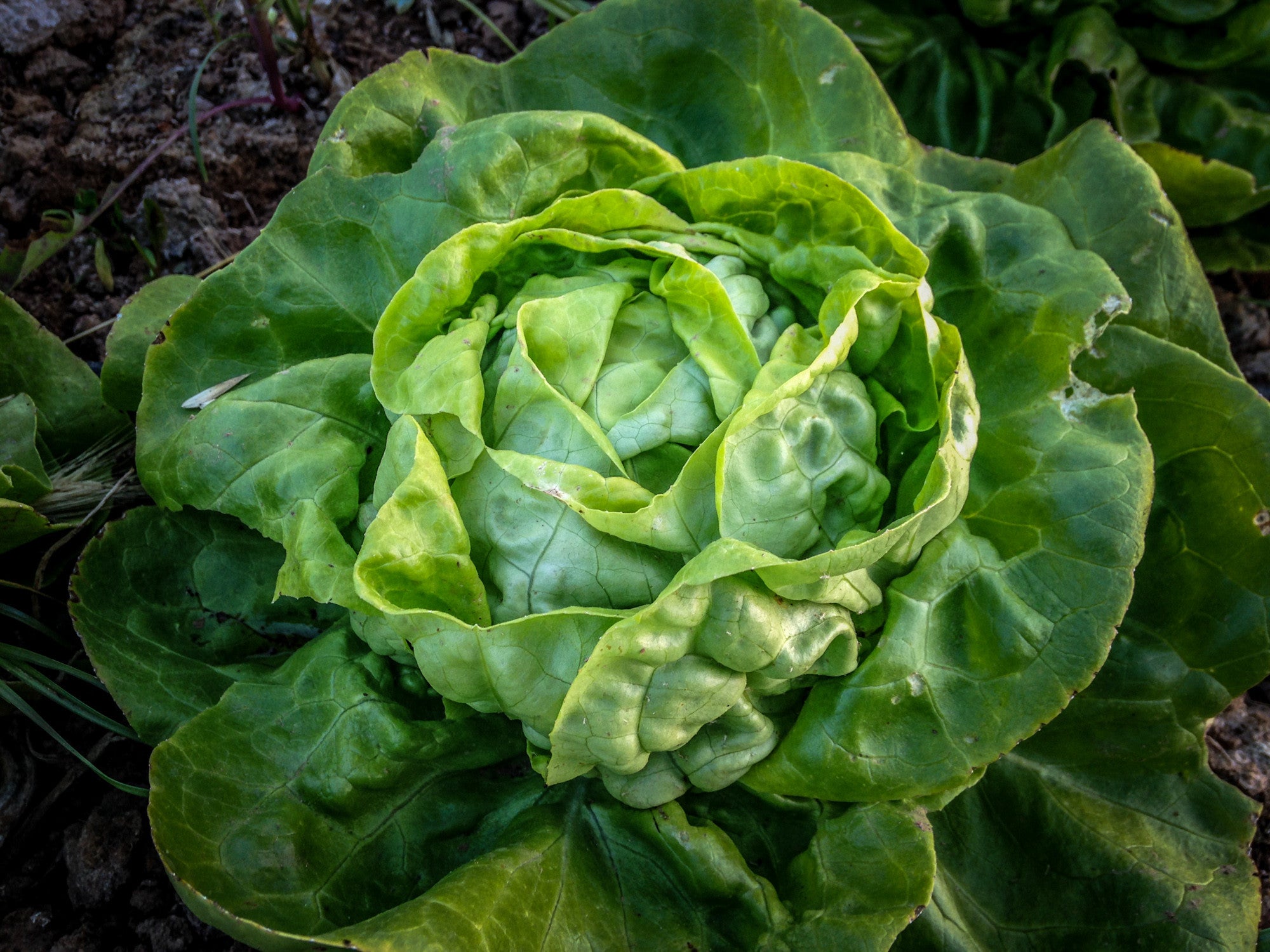 planting buttercrunch lettuce seeds Buttercrunch Lettuce