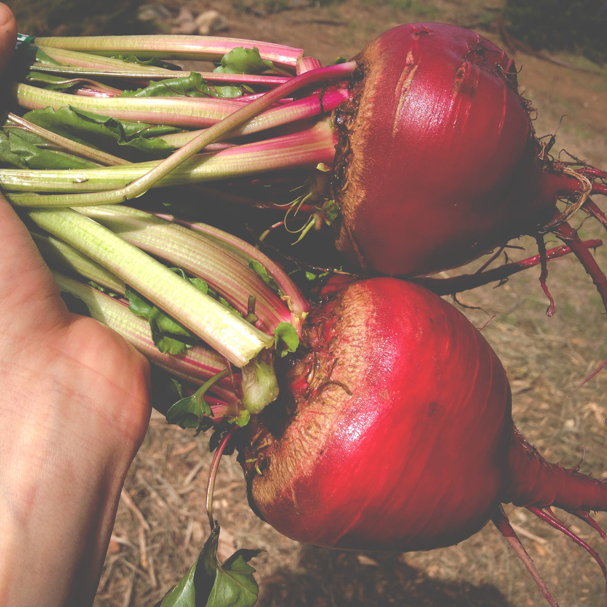 Chioggia Guardsmark Beet