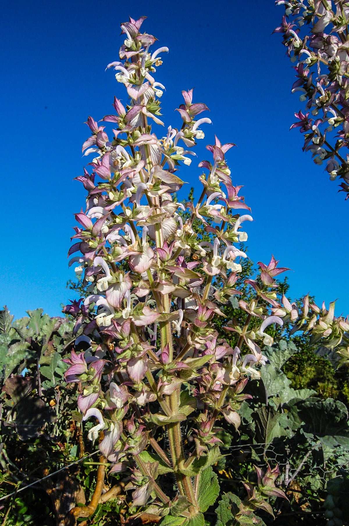 Clary Sage
