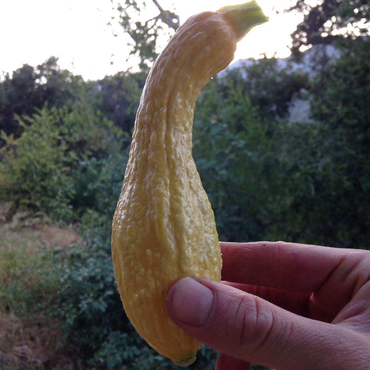 Crookneck Summer Squash