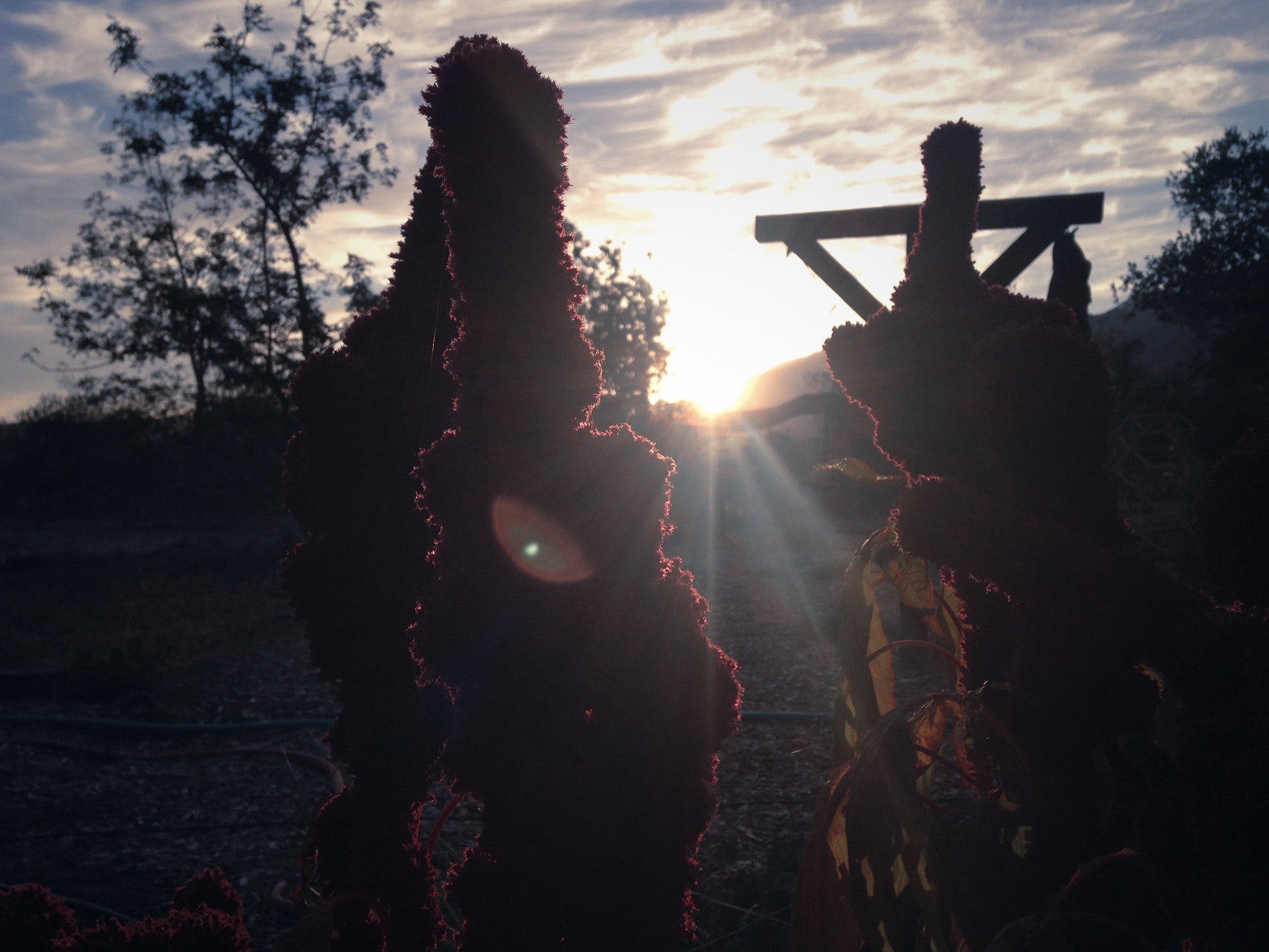 Elephant Head Amaranth Seeds - The Plant Good Seed Company