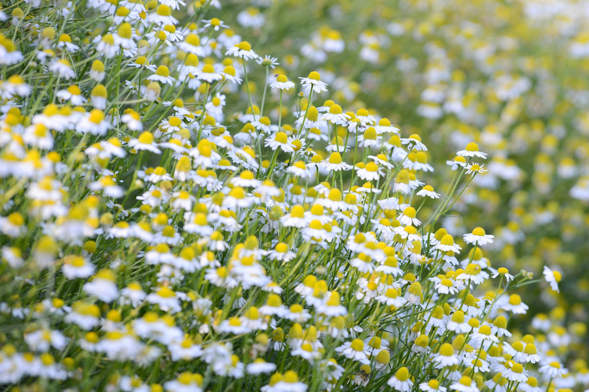 German Chamomile Flowers in Bloom. Photo by Mariana Schulze.