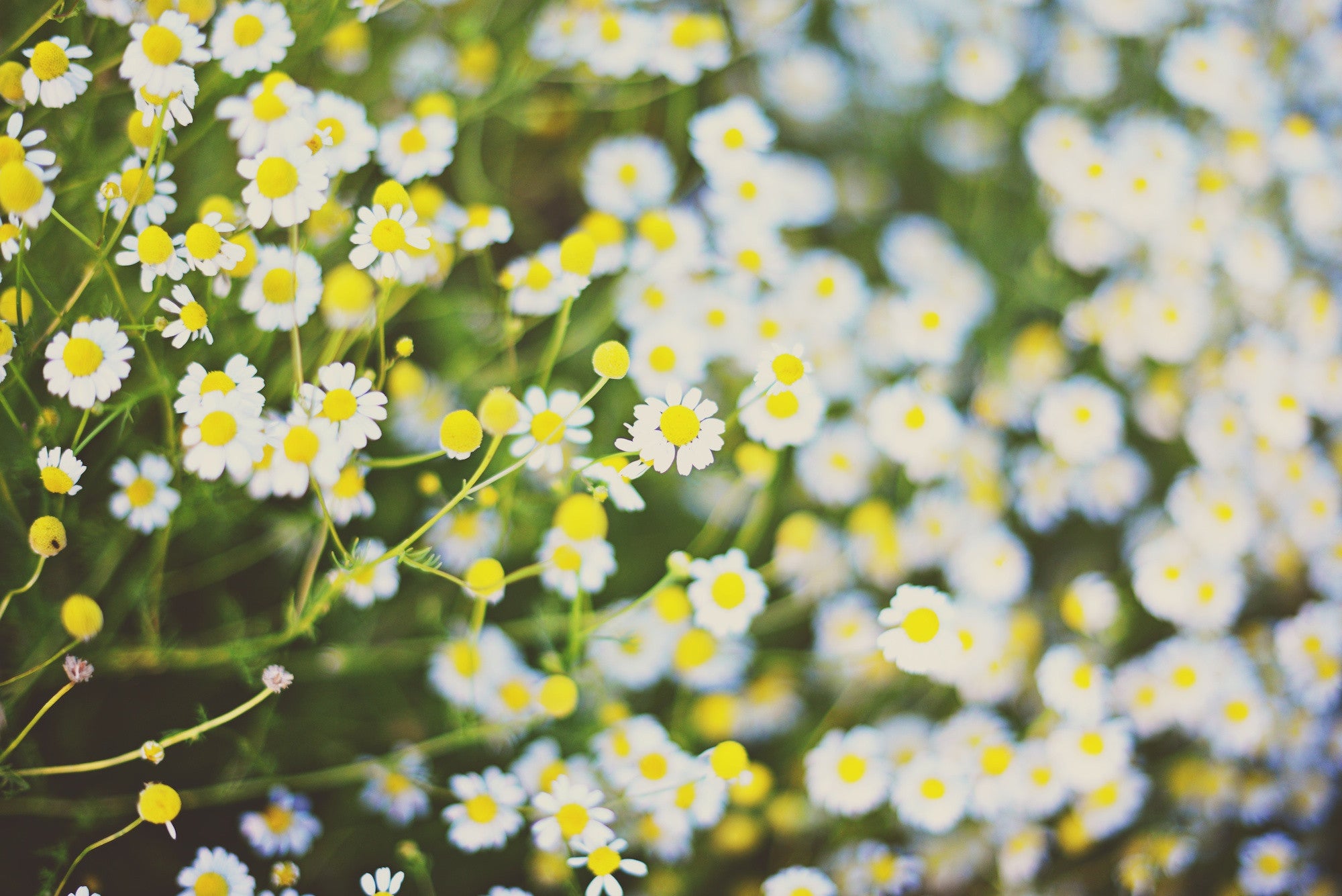 German Chamomile Flowers. Photo by Mariana Schulze.