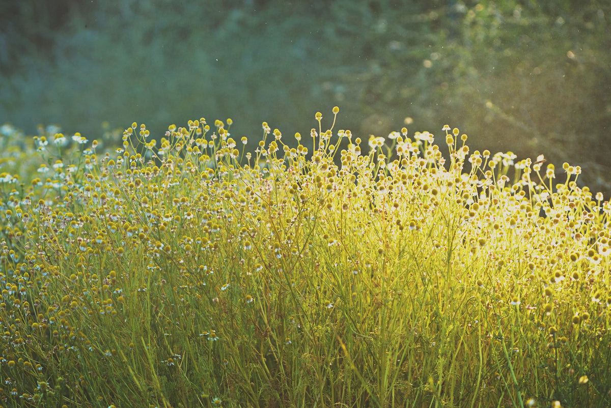 German Chamomile Flowers at Mano Farm in Ojai, California. Photo by Mariana Schulze.