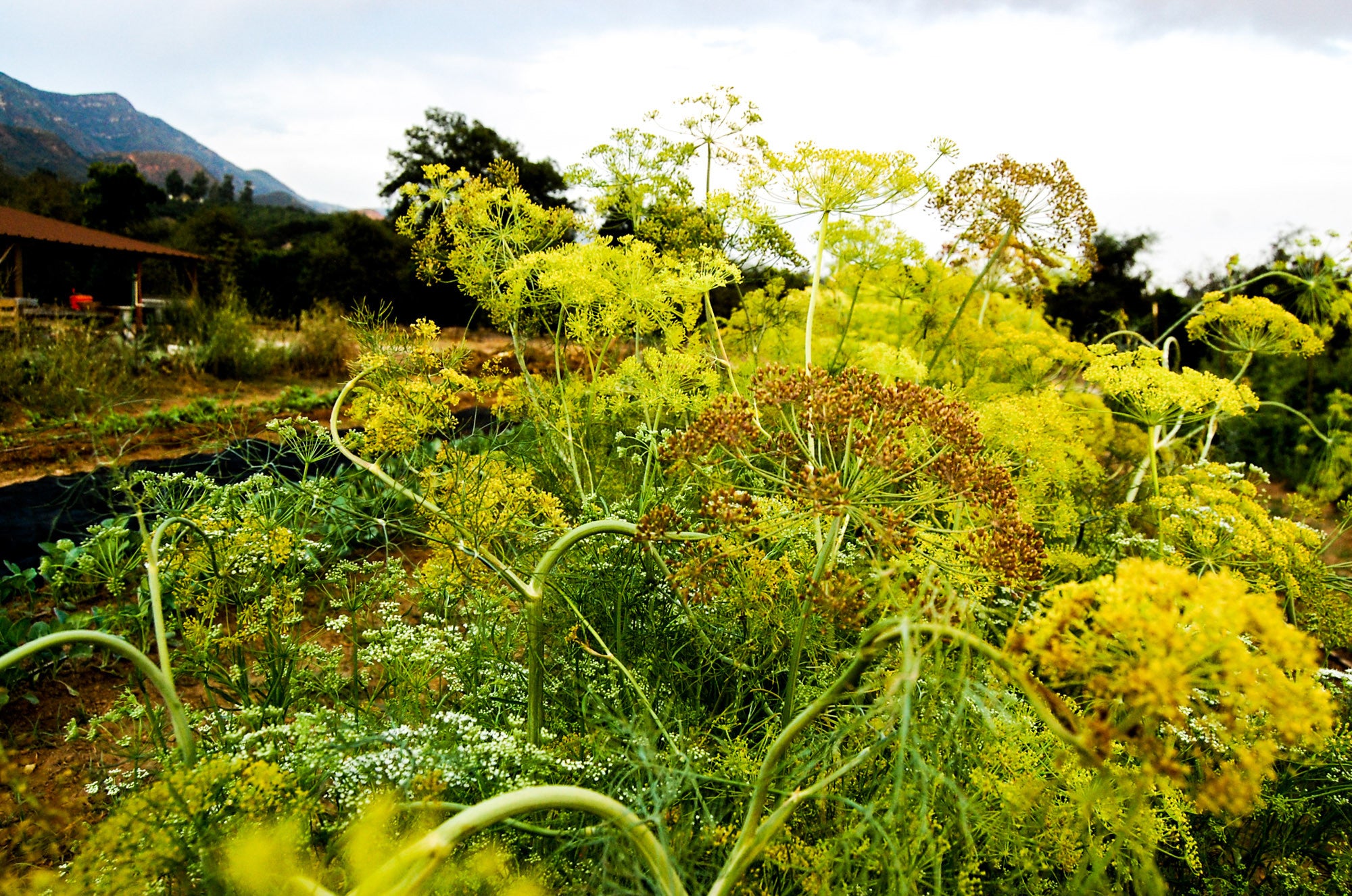 Plant Good Seed Organic Seeds Mammoth Dill