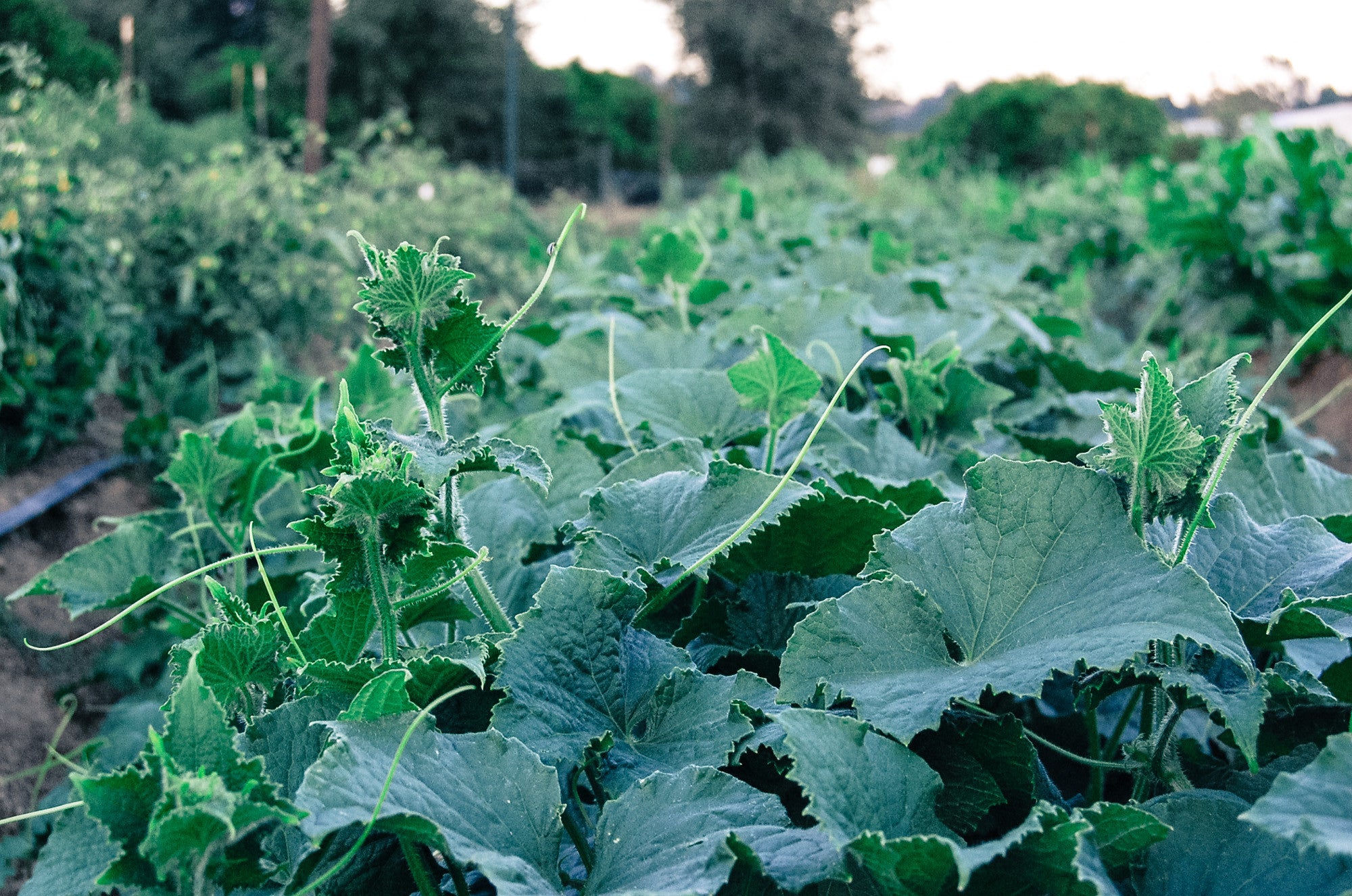 Plant Good Seed Organic Seeds Marketmore 76 Cucumber