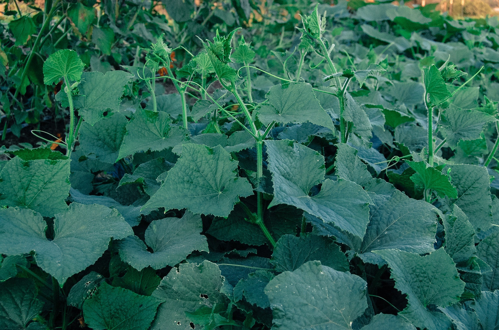 marketmore cucumber plant Plant Good Seed Organic Seeds Marketmore 76 Cucumber
