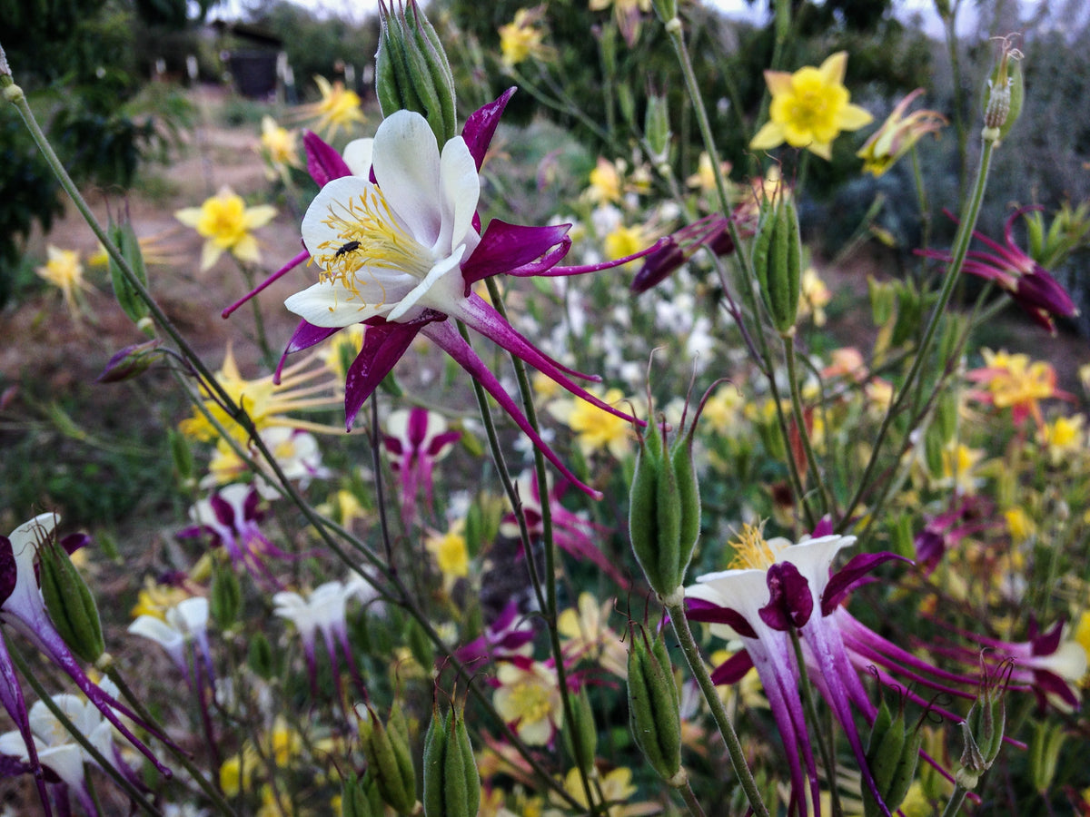 McKana Giants Columbine Flower Mix