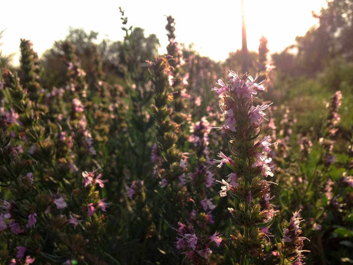 Pink Flowered Hyssop