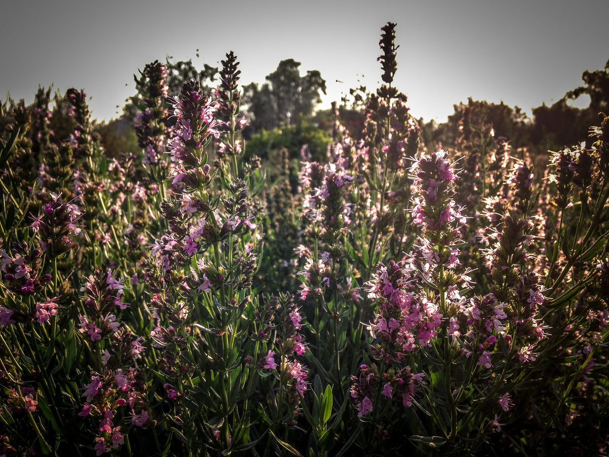 Pink Flowered Hyssop