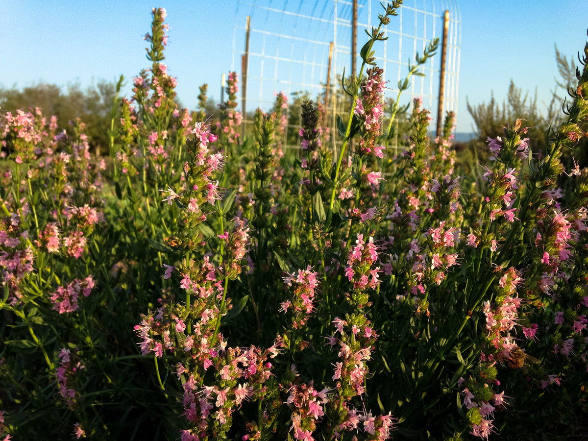 Pink Flowered Hyssop