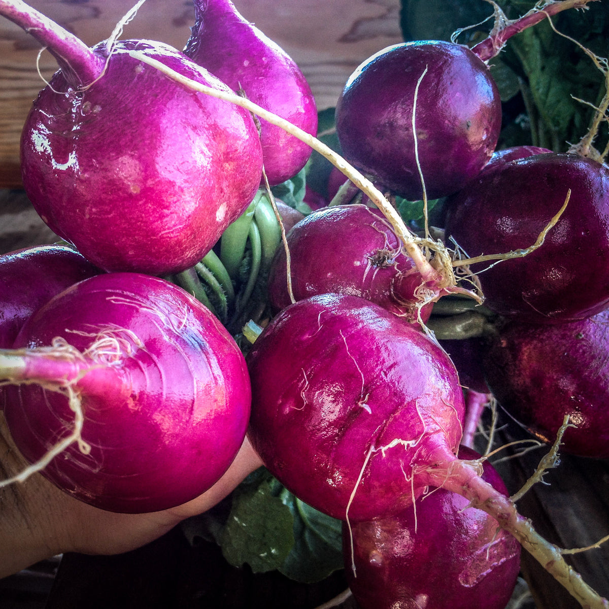 Purple Plum Radish