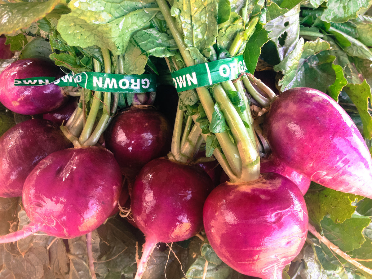 Purple Plum Radish