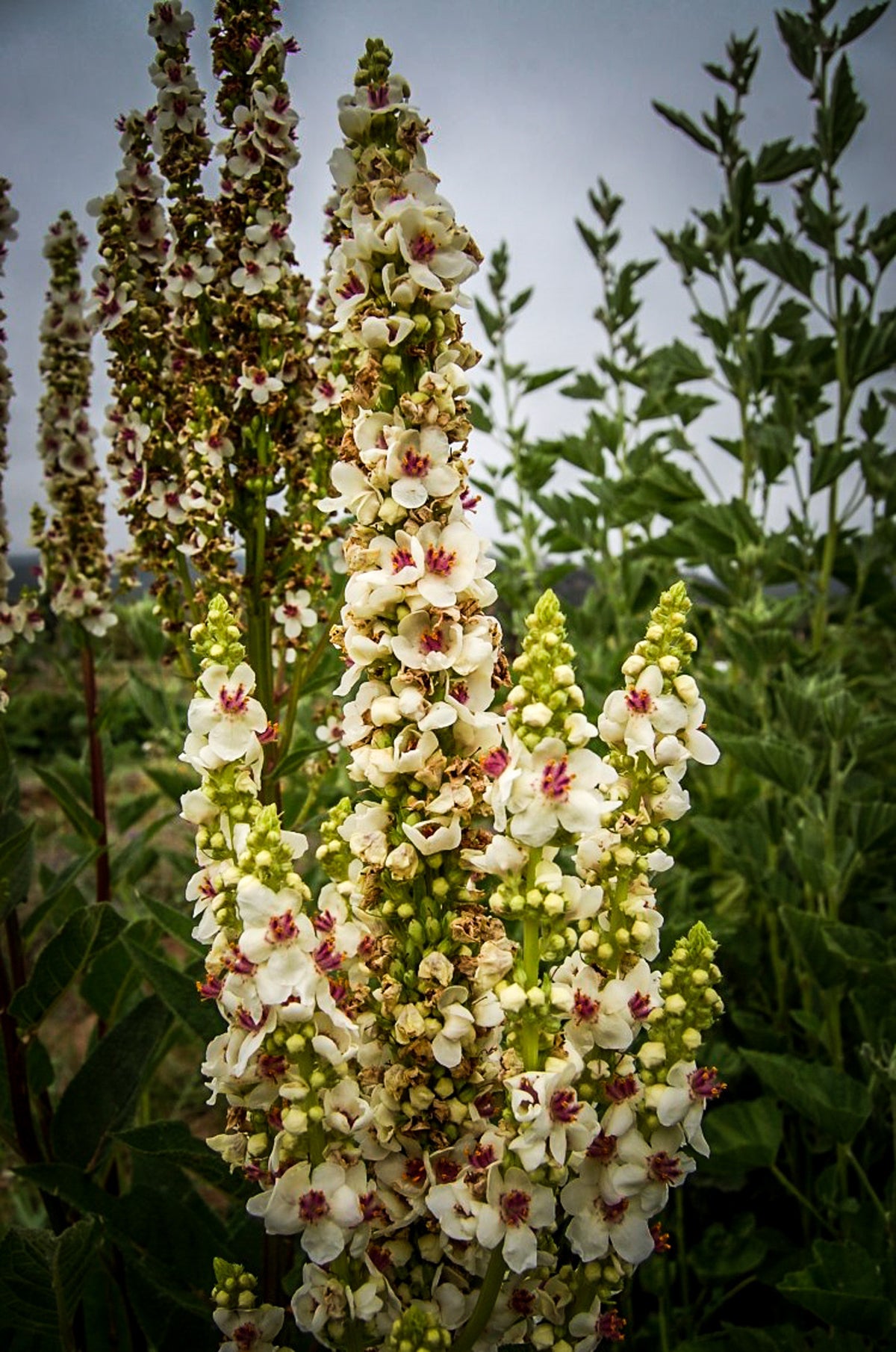 Purple-Throated Mullein