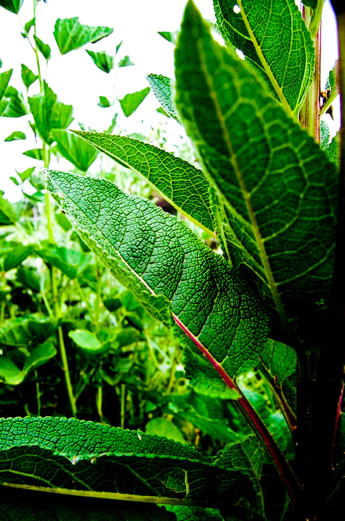 Purple-Throated Mullein