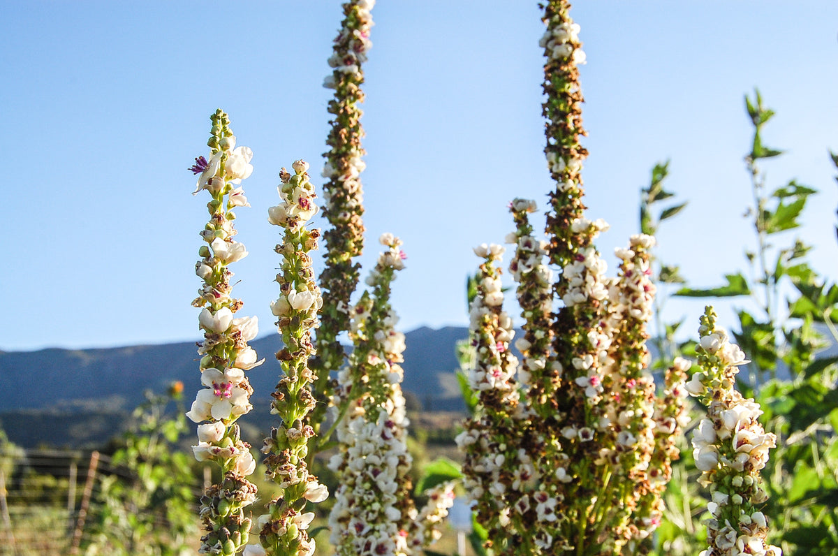 Purple-Throated Mullein