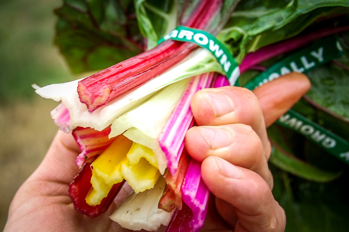 Rainbow Chard
