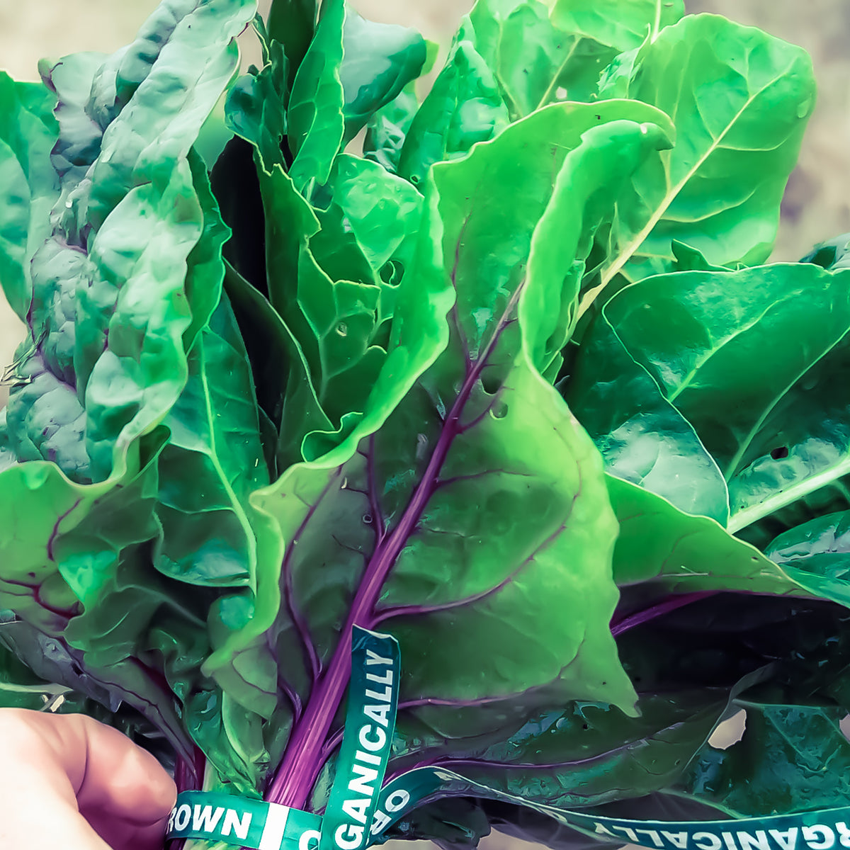 Rainbow Chard