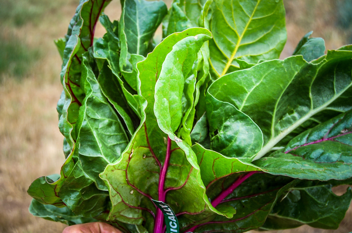 Rainbow Chard