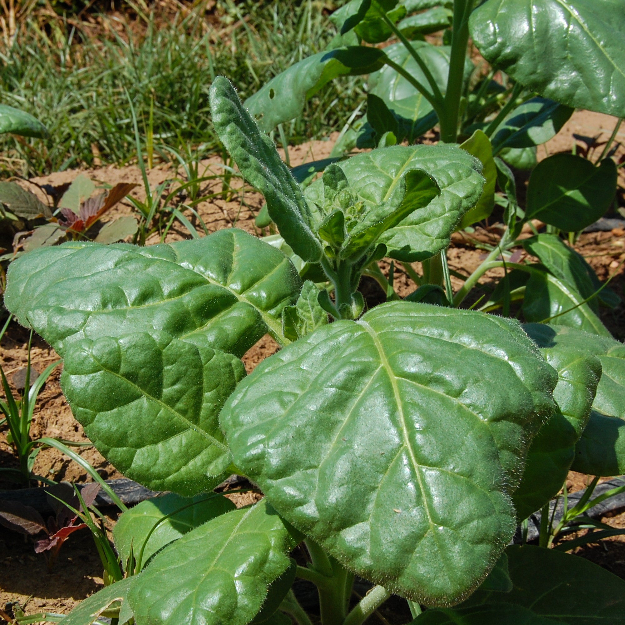 Rustica Tobacco Seed