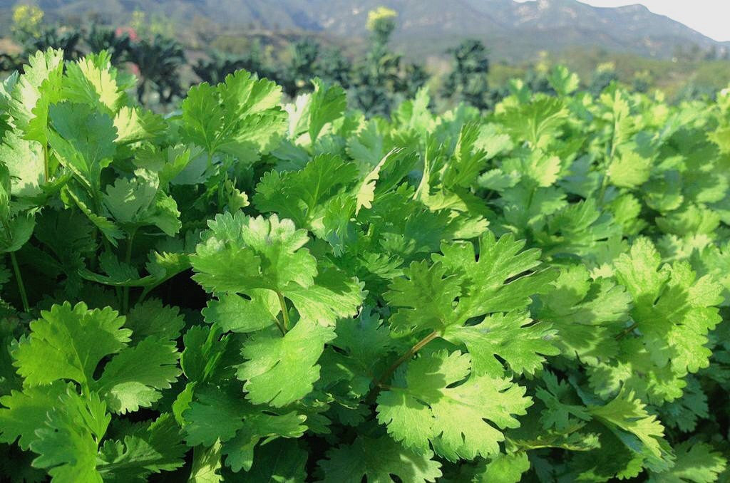 Organic Santo Cilantro Leaf