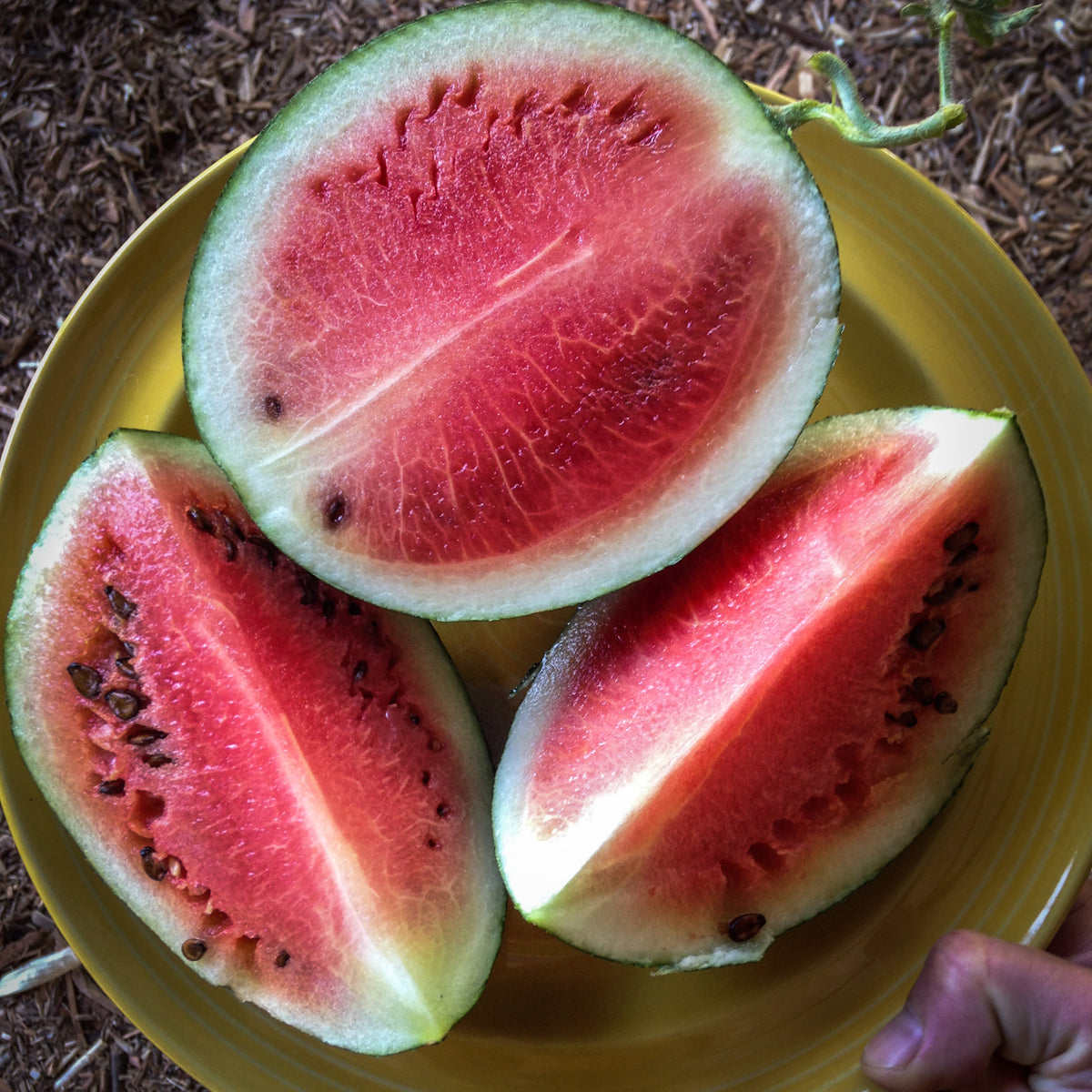 Sugar Baby Watermelon