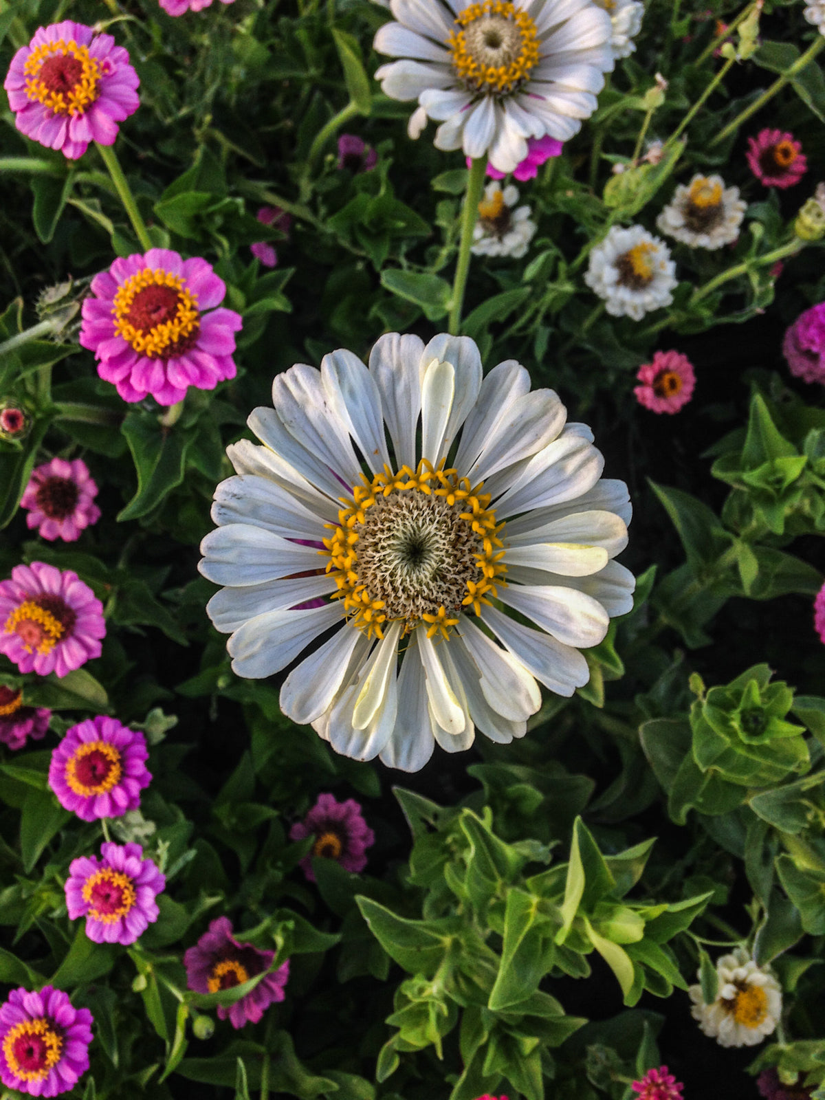 Thumbelina Zinnia Flower